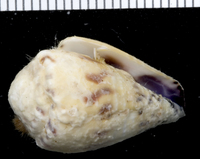 : Conus sponsalis