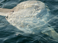 A huge ocean sunfish. 30 September 2006. Photo by Russell Cooper