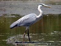 왜가리 Ardea cinerea | gray heron