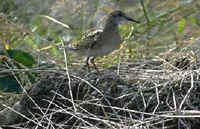 A Sharp-tailed Sandpiper in Japan.