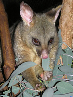 A brushtail possum, Trichosurus vulpecular