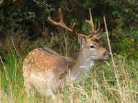 Fallow Deer