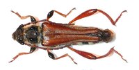 Stenopterus rufus rufus