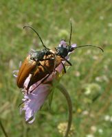 Pedostrangalia pubescens var. auriflua