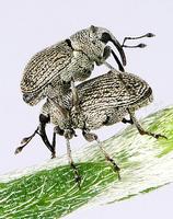 Ceutorhynchus obstrictus