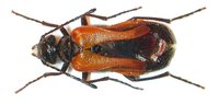 Sitaris rufipennis