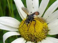 Cylindromyia brassicaria