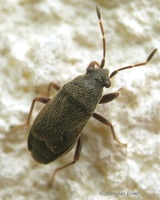 Stygnocoris rusticus