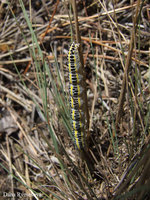 Calophasia lunula - Toadflax Brocade