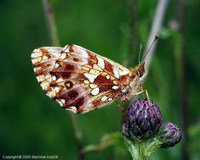 Boloria dia - Weavers fritillary