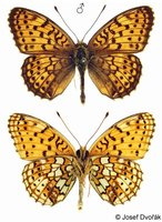 Brenthis hecate - Twin-spot Fritillary