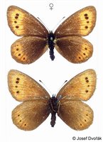 Erebia epiphron - Small Mountain Ringlet