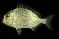 Argyrops spinifer, King soldierbream: fisheries