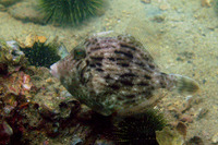 Stephanolepis cirrhifer, Thread-sail filefish: fisheries