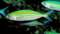 Caesio varilineata, Variable-lined fusilier: fisheries, bait