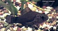 Aphredoderus sayanus, Pirate perch: