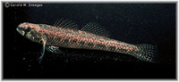 Etheostoma proeliare, Cypress darter: