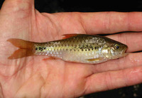 Barbus camptacanthus, African redfinned barb: aquarium