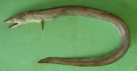 Muraenesox bagio, Common pike conger: fisheries, gamefish