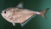 Pempheris oualensis, Silver sweeper: fisheries, aquarium