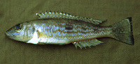 Lepidiolamprologus attenuatus, : aquarium