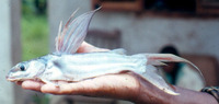 Chrysichthys longidorsalis longidorsalis, :