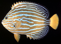 Chaetodontoplus septentrionalis, Bluestriped angelfish: aquarium