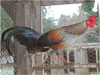 Grey Junglefowl Gallus sonnerati