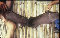 Image of: Acerodon jubatus (golden-capped fruit bat)