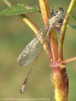 Ischnura elegans - Blue-tailed Damselfly