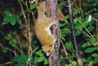 Image of: Cheirogaleus major (greater dwarf lemur)