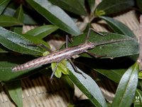 Anisomorpha paromalus
