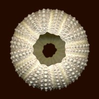 Paracentrotus lividus