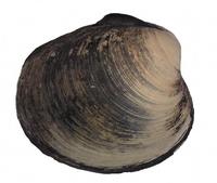 Arctica islandica - Ocean quahog