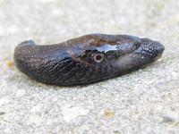 Tandonia budapestensis - Keel slug