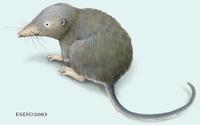 Image of: Sorex mirabilis (Ussuri shrew)