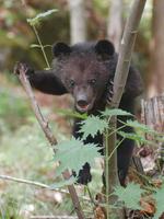 Image of: Ursus thibetanus (Asiatic black bear)