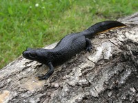 Triturus cristatus - Northern Crested Newt