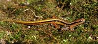 Image of: Eurycea wilderae (blue ridge two-lined salamander)