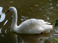 Coscoroba coscoroba - Coscoroba Swan