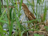 Ixobrychus minutus - Little Bittern