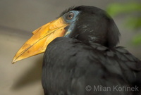 Aceros corrugatus - Wrinkled Hornbill