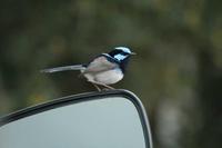 Malurus cyaneus - Superb Fairywren