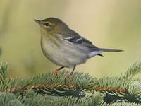 Dendroica striata - Blackpoll Warbler