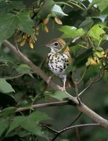 Hylocichla mustelina - Wood Thrush