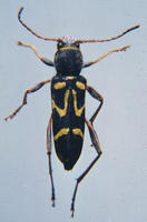 Image of: Clytus ruricola