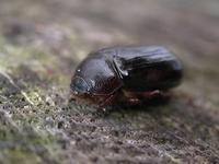 Image of: Scarabaeidae (scarab beetles)