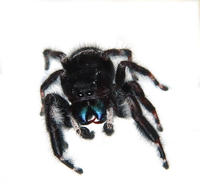 Image of: Phidippus audax