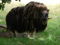 Ovibos moschatus - Musk Ox