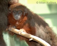 Callicebus moloch cupreus - Red Titi